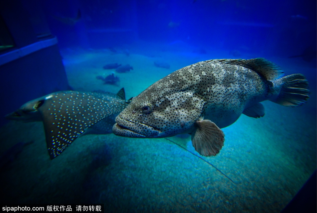 世界最大級別的水族館 日本大阪海游館