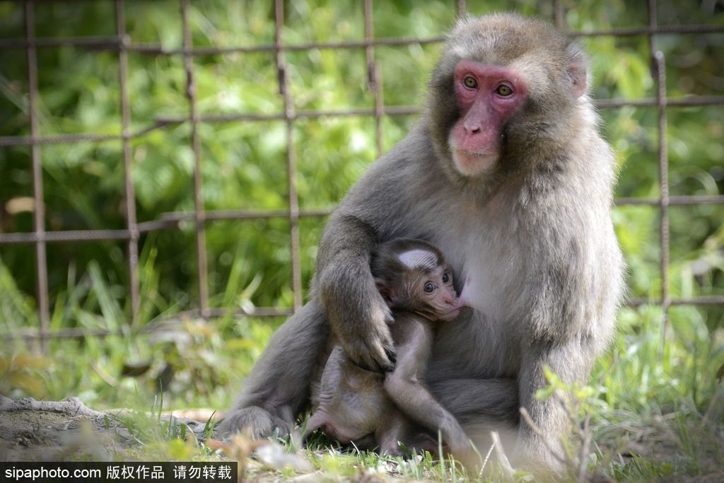 捷克動物園里的日本獼猴寶寶 依偎媽媽懷里呆萌可愛