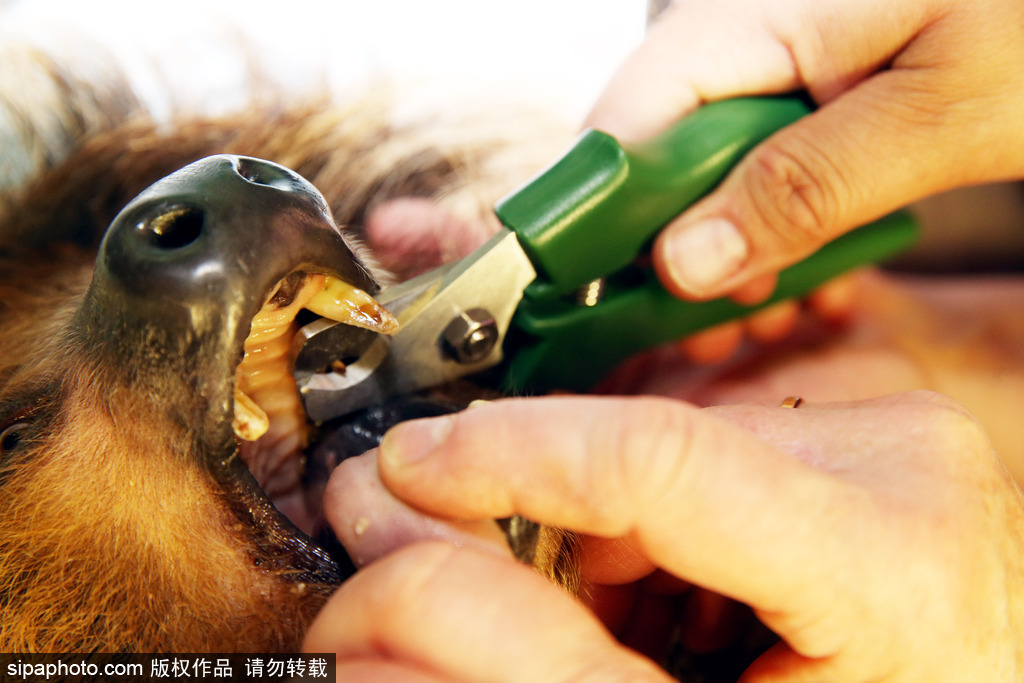 樹懶也有牙病？德國哈雷動物園樹懶接受牙醫治療