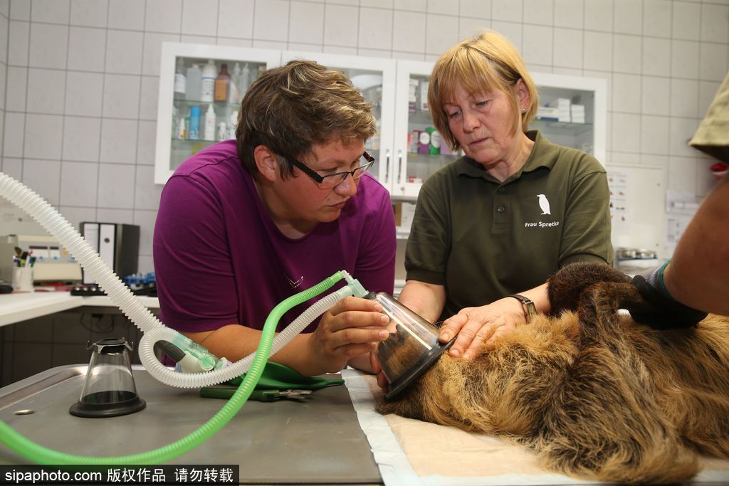 樹懶也有牙病？德國(guó)哈雷動(dòng)物園樹懶接受牙醫(yī)治療