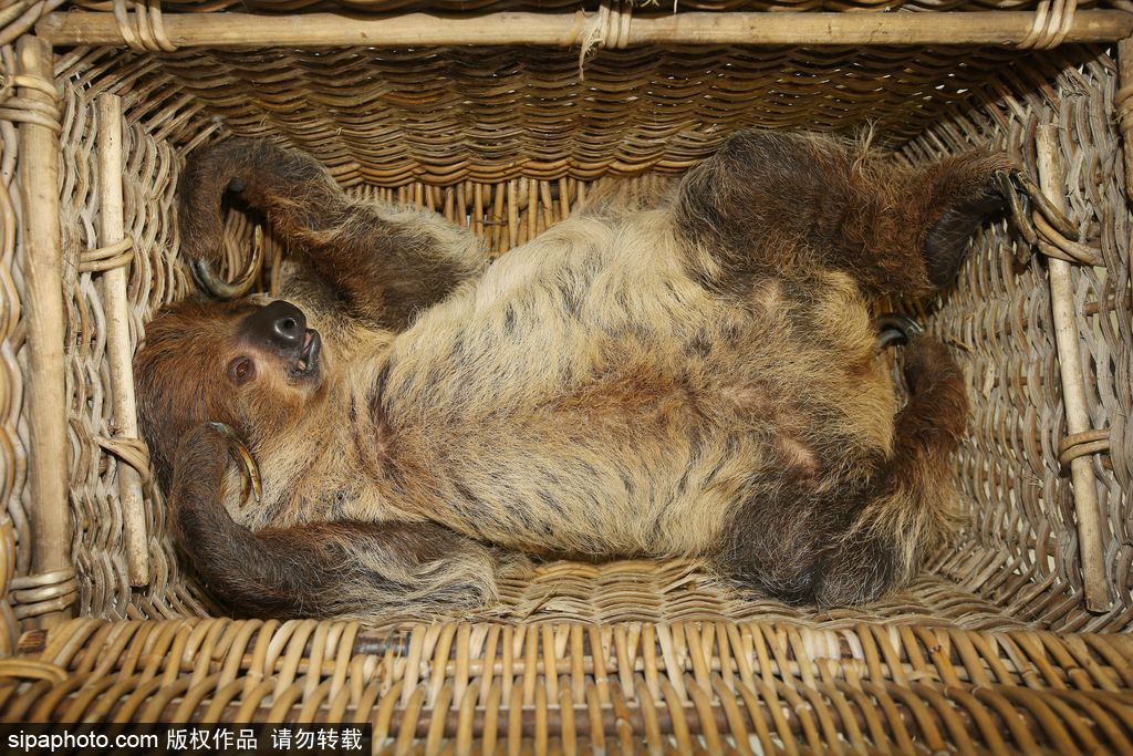 樹懶也有牙?。康聡讋游飯@樹懶接受牙醫治療