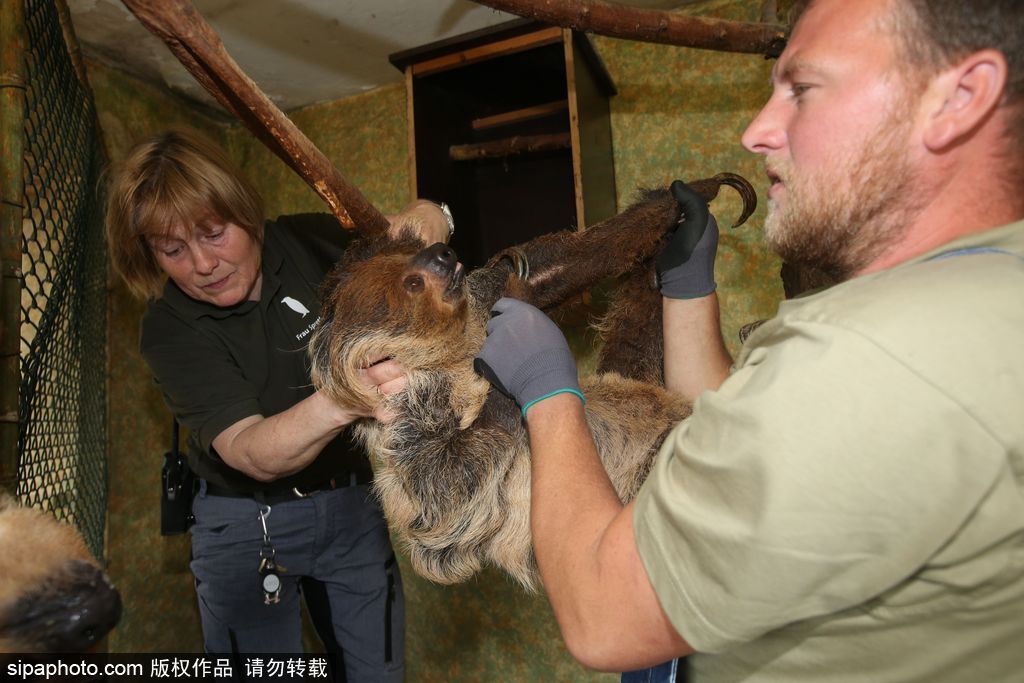 樹懶也有牙病？德國哈雷動(dòng)物園樹懶接受牙醫(yī)治療