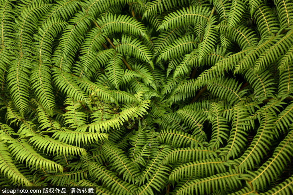 世界自然遺產(chǎn)“綠寶石之地”——新西蘭峽灣國(guó)家公園