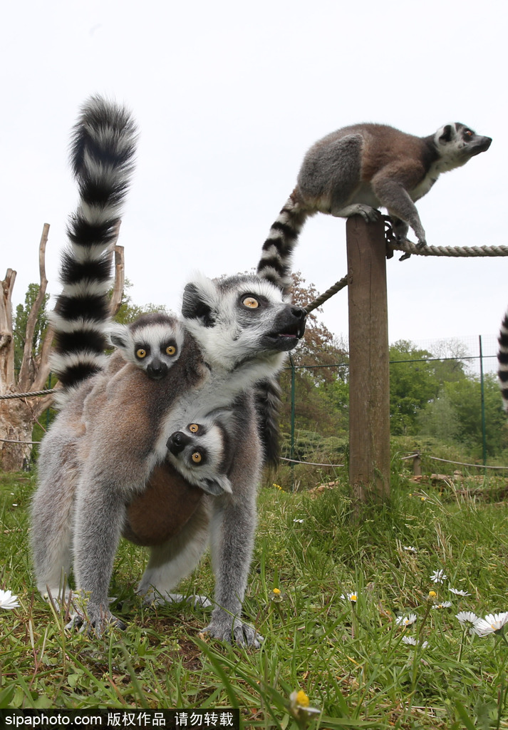 就是不撒手！環尾狐猴幼崽緊抱媽媽呆傻可愛
