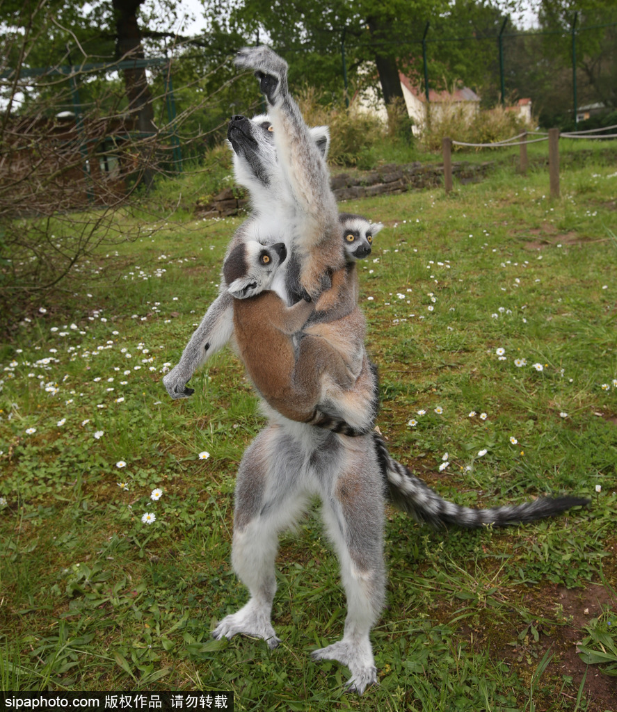 就是不撒手！環(huán)尾狐猴幼崽緊抱媽媽呆傻可愛(ài)