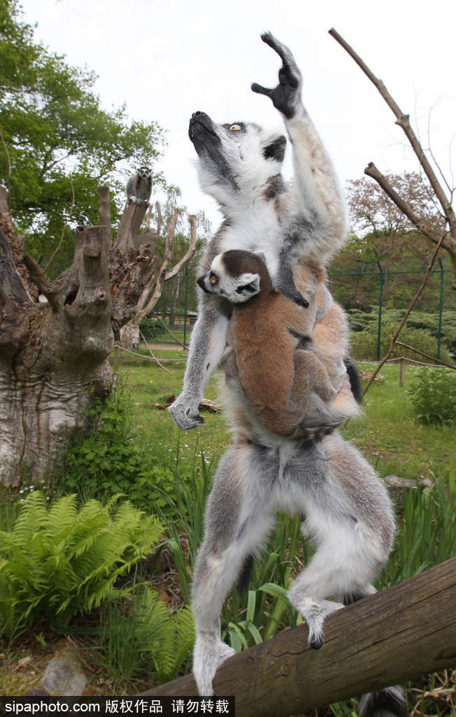 就是不撒手！環(huán)尾狐猴幼崽緊抱媽媽呆傻可愛