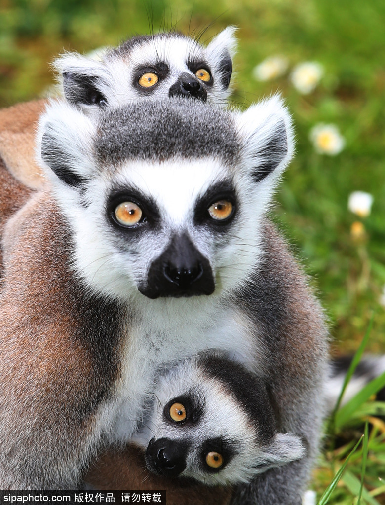 就是不撒手！環(huán)尾狐猴幼崽緊抱媽媽呆傻可愛