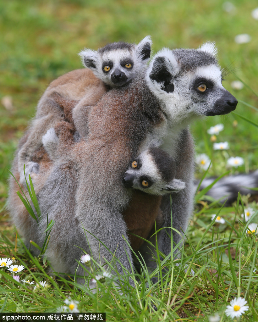 就是不撒手！環尾狐猴幼崽緊抱媽媽呆傻可愛