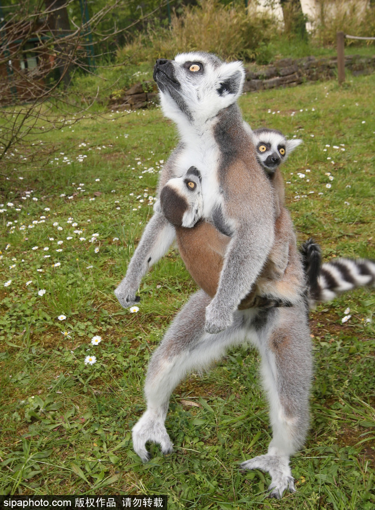 就是不撒手！環尾狐猴幼崽緊抱媽媽呆傻可愛