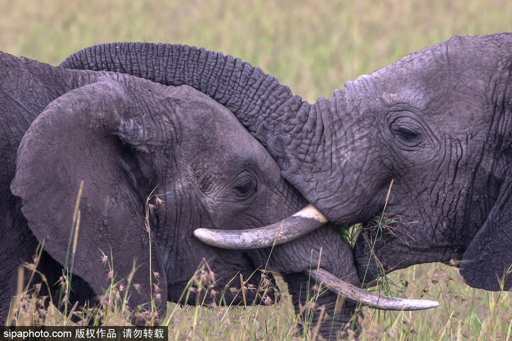 “520”愛不僅要說出來 盤點動物實力秀愛意