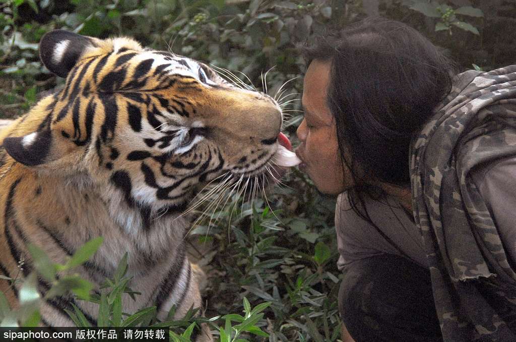 人與自然相處模式 印尼男子養老虎親密無間