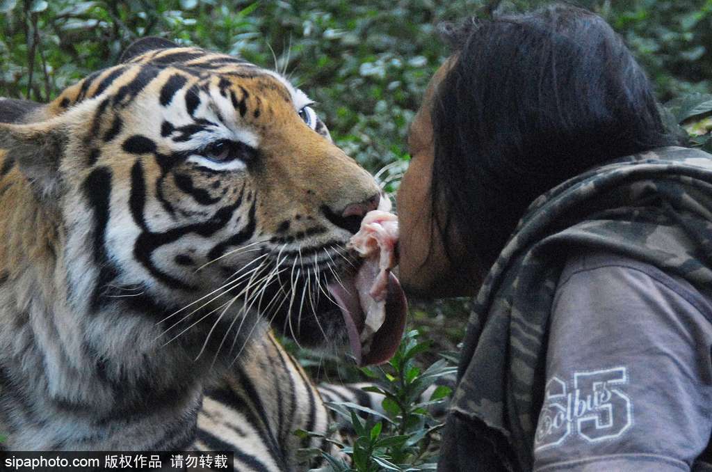 人與自然相處模式 印尼男子養老虎親密無間