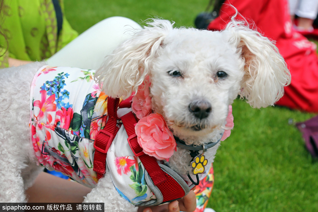 英國倫敦舉行“內殿學院”狗狗展 超萌汪星人搞笑來襲