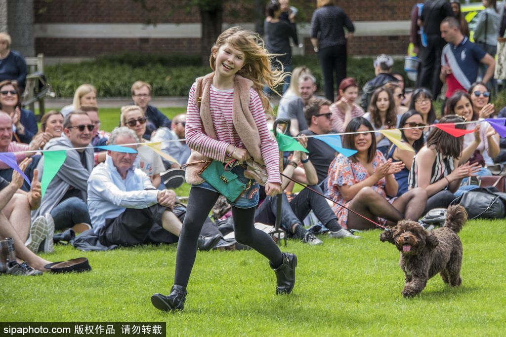 英國倫敦舉行“內殿學院”狗狗展 超萌汪星人搞笑來襲