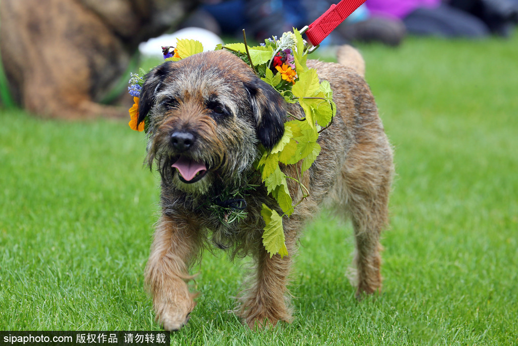 英國倫敦舉行“內殿學院”狗狗展 超萌汪星人搞笑來襲