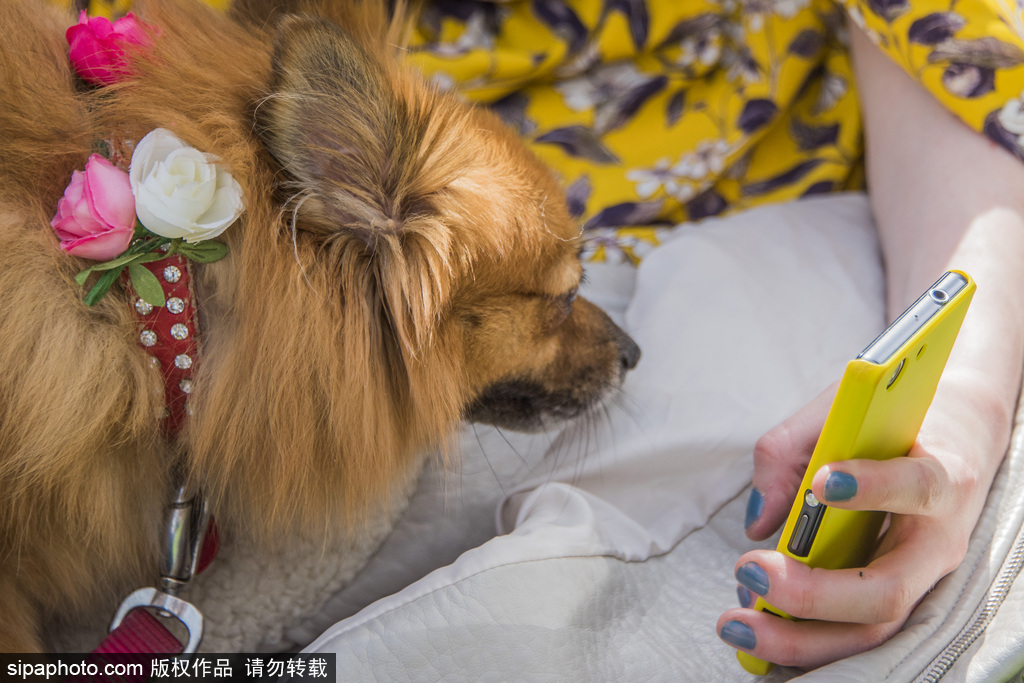 英國(guó)倫敦舉行“內(nèi)殿學(xué)院”狗狗展 超萌汪星人搞笑來(lái)襲