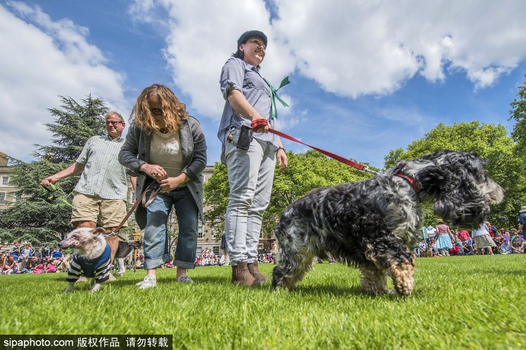 英國(guó)倫敦舉行“內(nèi)殿學(xué)院”狗狗展 超萌汪星人搞笑來(lái)襲