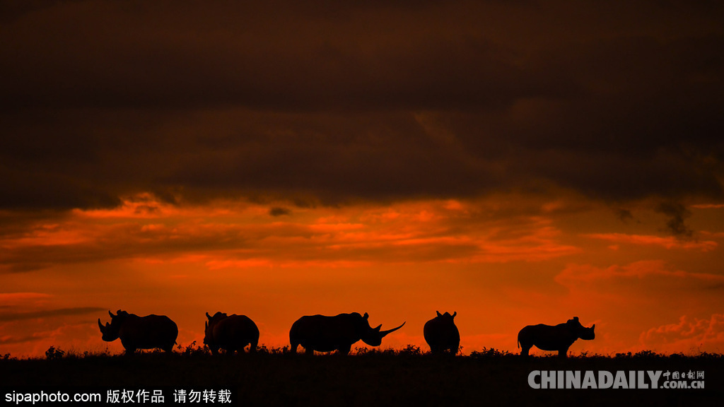 唯美如高清壁紙 攝影師實(shí)拍世界各地野生動(dòng)物