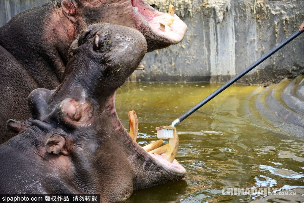 山東青島：實拍河馬刷牙 全程配合無比享受