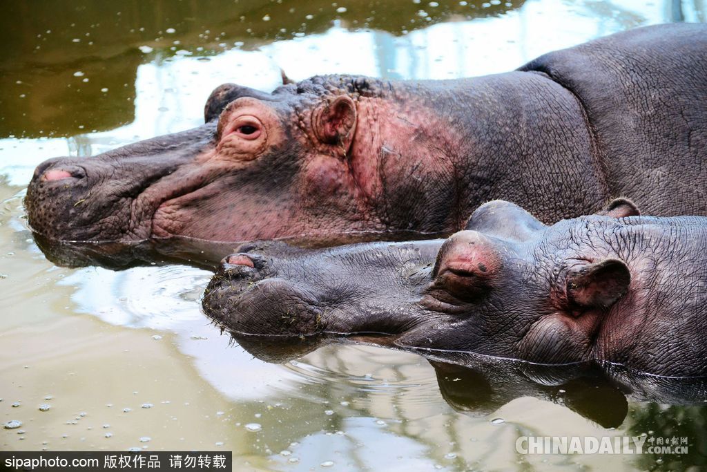 山東青島：實(shí)拍河馬刷牙 全程配合無比享受