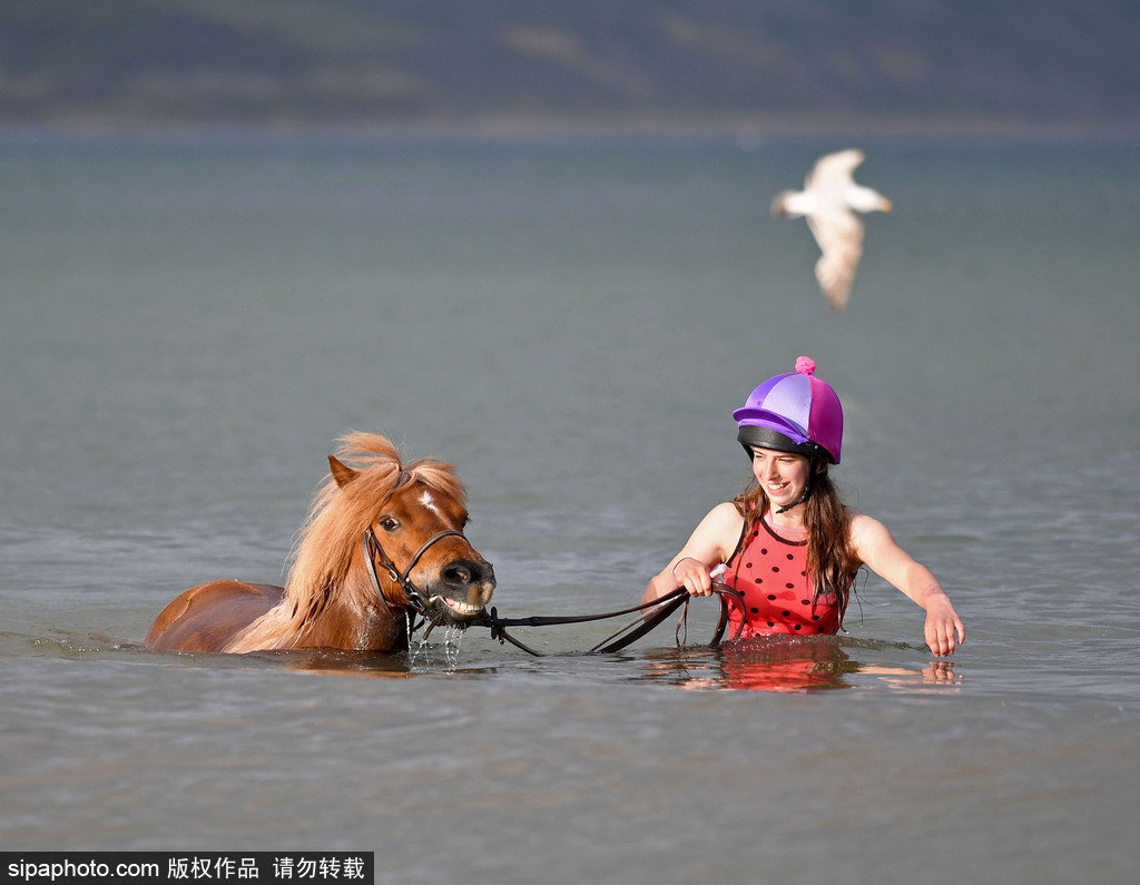 英國多塞特高溫來襲 女孩騎馬下河降溫