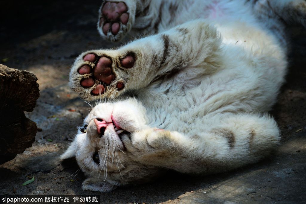 山東青島：罕見熊虎和平共處 小白虎對準鏡頭做表情包