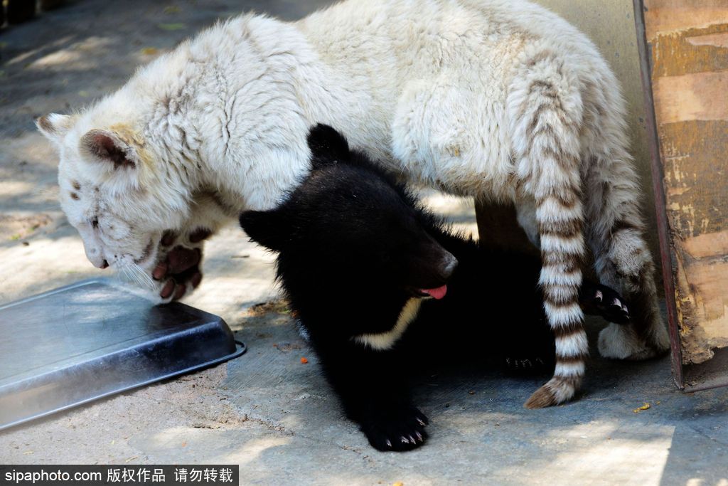 山東青島：罕見熊虎和平共處 小白虎對準鏡頭做表情包
