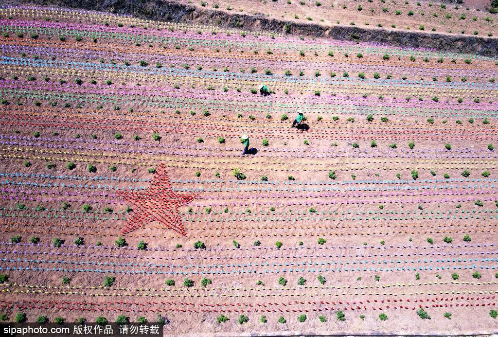 河南：數萬風車裝扮七彩大地場面壯觀震撼
