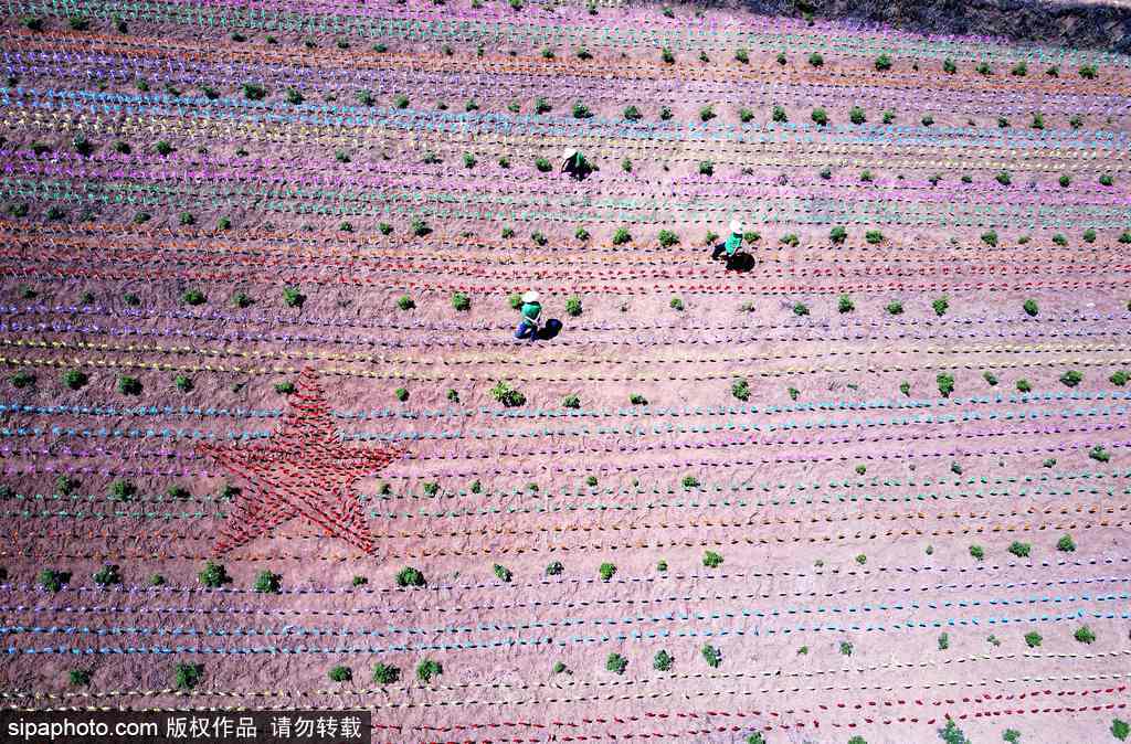 河南：數(shù)萬(wàn)風(fēng)車裝扮七彩大地場(chǎng)面壯觀震撼