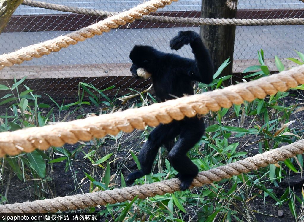 英國倫敦動物園長臂猿 “飛檐走壁”身手敏捷