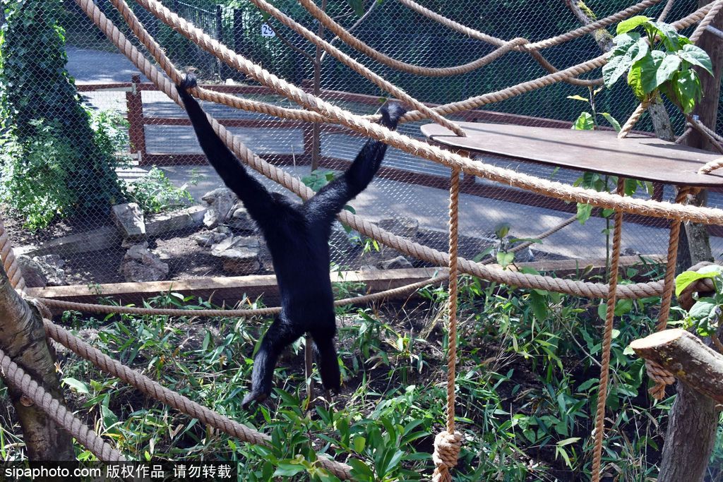 英國倫敦動(dòng)物園長臂猿 “飛檐走壁”身手敏捷