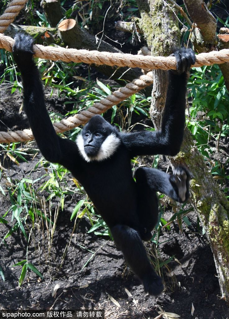 英國倫敦動(dòng)物園長臂猿 “飛檐走壁”身手敏捷