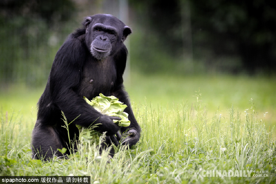 能耐了！捷克動物園黑猩猩直立行走采摘食物有模有樣