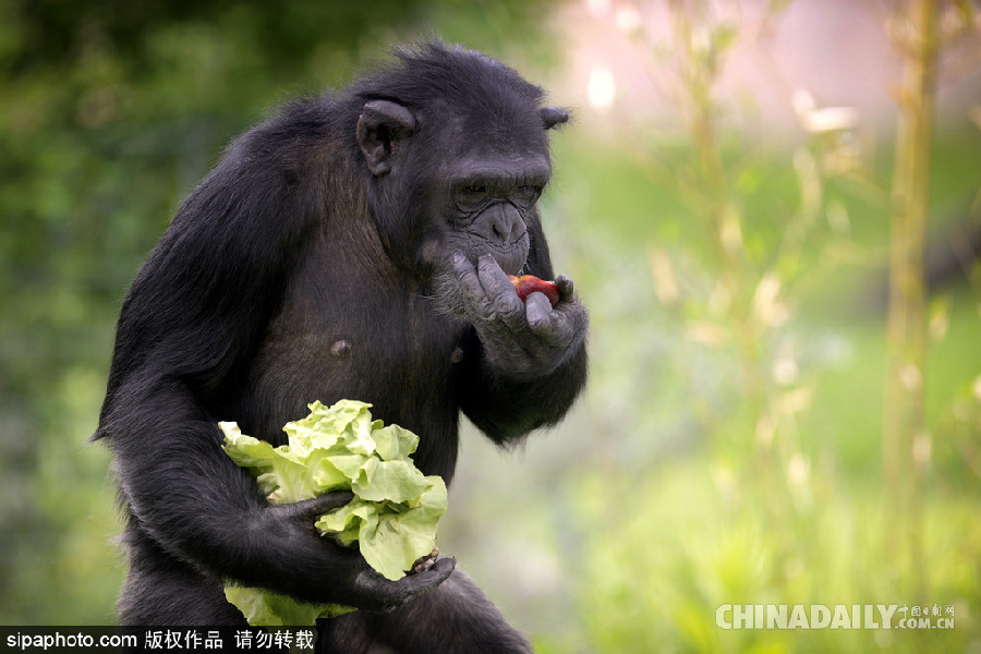 能耐了！捷克動物園黑猩猩直立行走采摘食物有模有樣