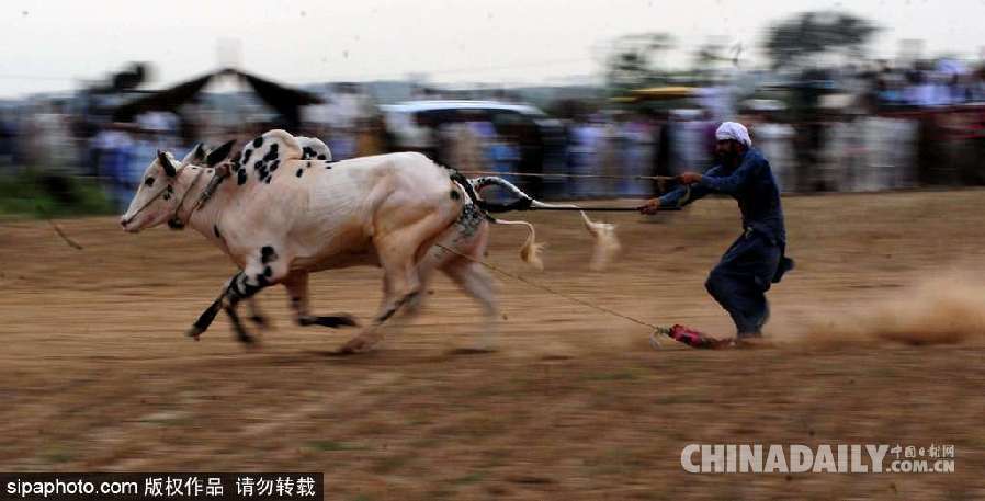 巴基斯坦舉行耕牛犁地大賽 場面激烈