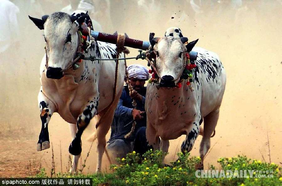 巴基斯坦舉行耕牛犁地大賽 場面激烈