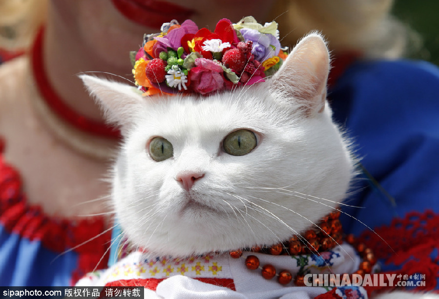 烏克蘭基輔傳統服飾大游行 喵星人身著繡花套衫美美噠