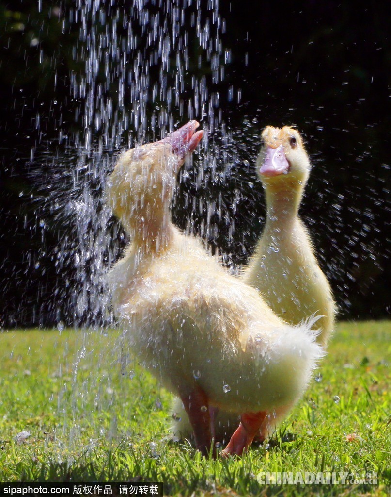 讓清涼來的更猛烈些 盤點(diǎn)夏日高溫清爽時(shí)刻