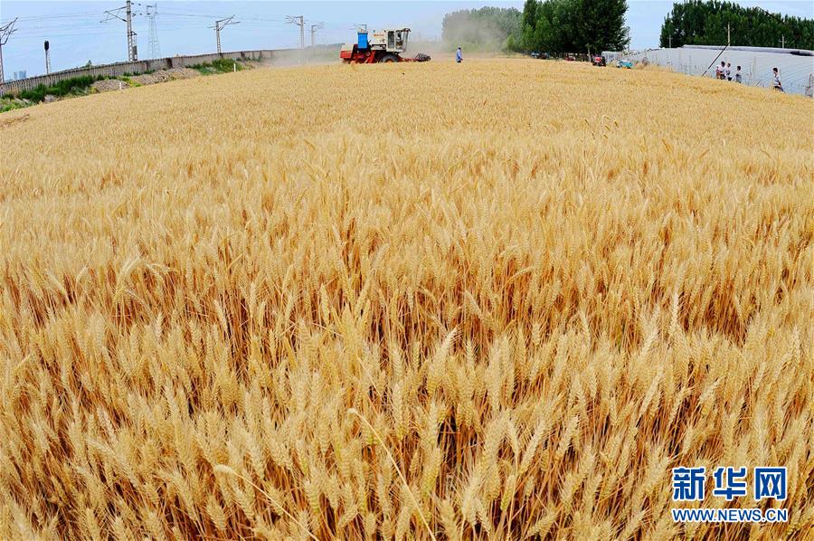 芒種到 農(nóng)事忙