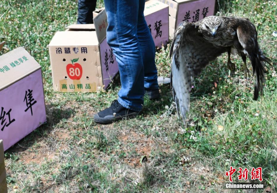 云南266頭(只)野生動(dòng)物被放歸自然