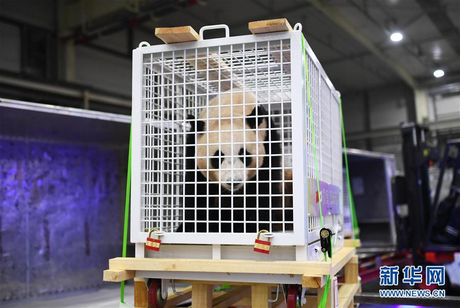 三只旅日大熊貓順利返回家鄉成都