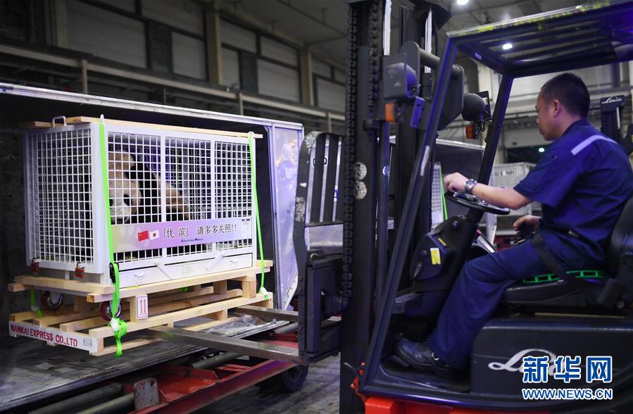 三只旅日大熊貓順利返回家鄉成都