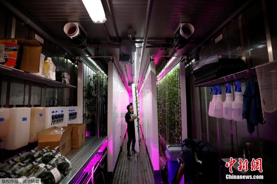 紐約科技范集裝箱農(nóng)場(chǎng) 通過(guò)光控種植蔬菜