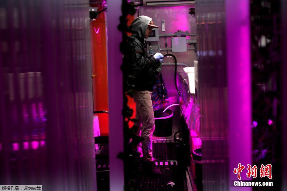 紐約科技范集裝箱農(nóng)場(chǎng) 通過光控種植蔬菜