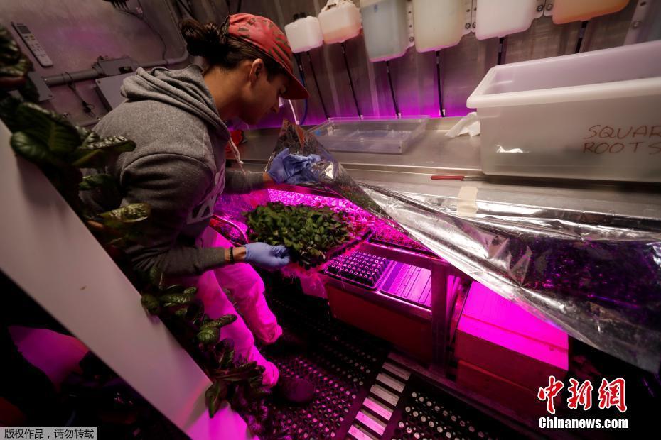 紐約科技范集裝箱農場 通過光控種植蔬菜