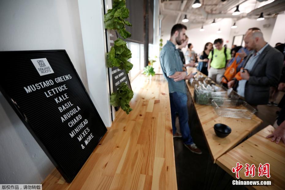 紐約科技范集裝箱農場 通過光控種植蔬菜