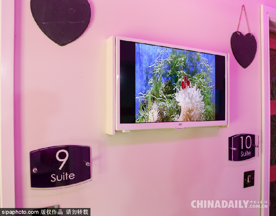 英國現超豪華貓舍旅館 電視美食spa樣樣俱全