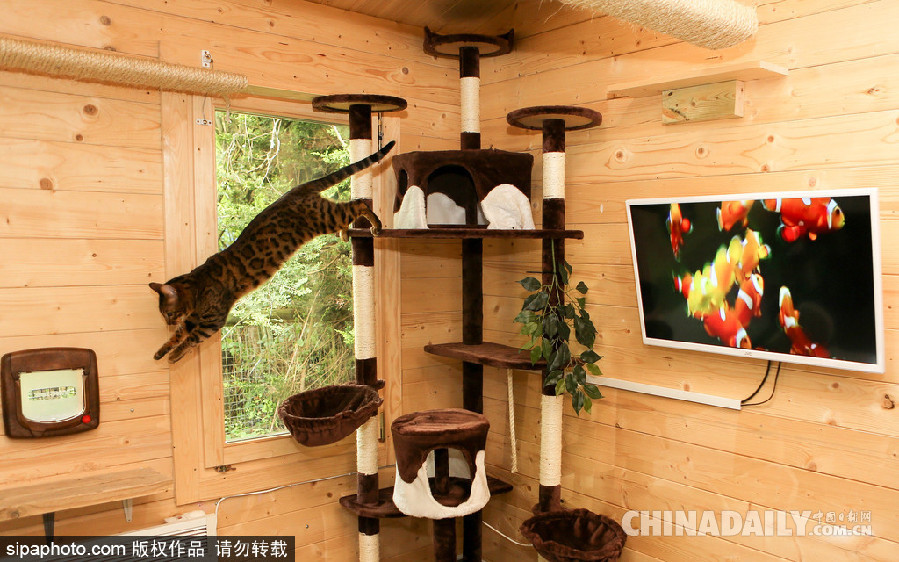 英國(guó)現(xiàn)超豪華貓舍旅館 電視美食spa樣樣俱全