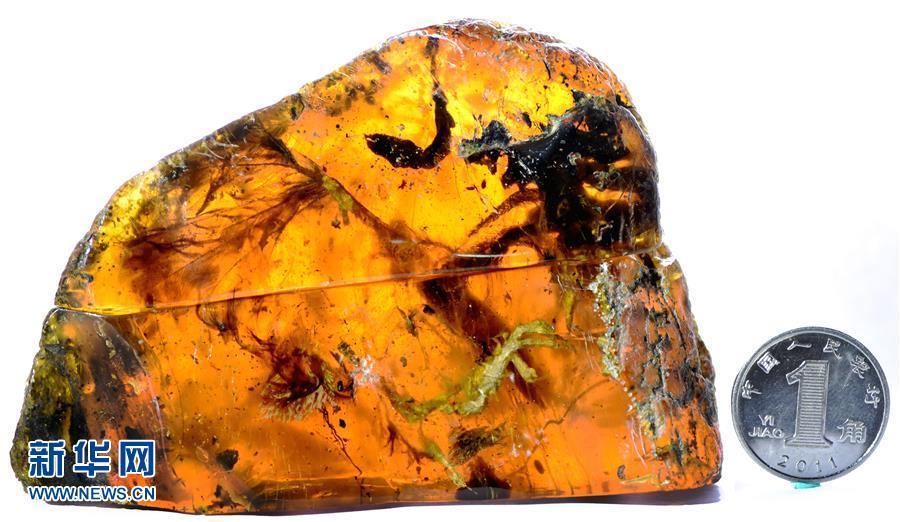 科學(xué)家首次在琥珀中發(fā)現(xiàn)雛鳥(niǎo)標(biāo)本