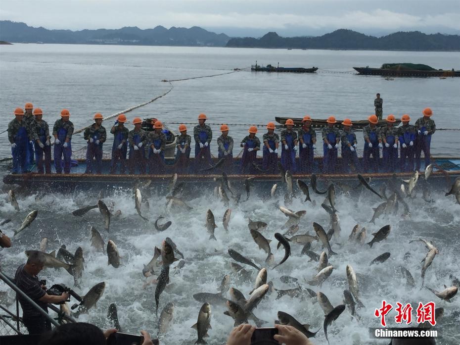 浙江千島湖再現“巨網捕魚” 萬魚起躍堪稱盛景
